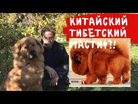 Видео: Китайский Тибетский мастиф - это не Тибетский мастиф