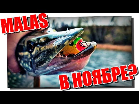 Видео: Как работает MALAS в ноябре?