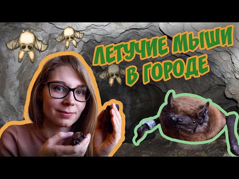 Видео: ВНИМАНИЕ: ЛЕТУЧИЕ МЫШИ В ГОРОДЕ! Кто они такие и что делать при встрече 🦇