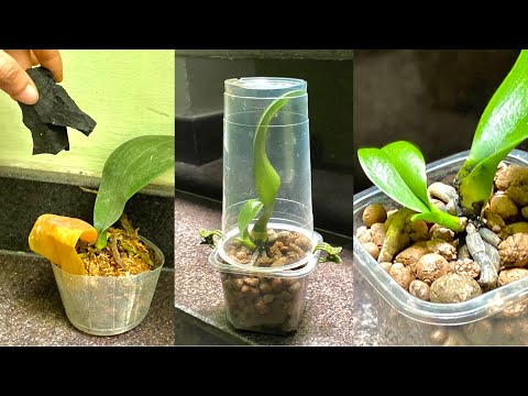 Видео: Размножайте маленькие растения, когда орхидея сгнила, и остался только один лист