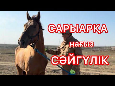 Видео: Ұлы дала жорығының жұлдызды жүйрігі Сарыарқа