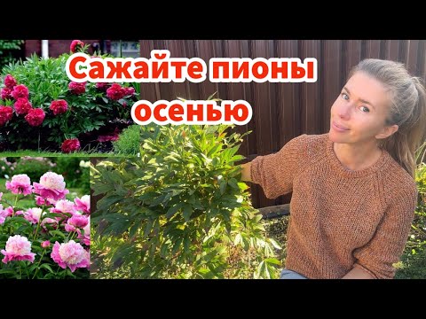 Видео: ПИОНЫ НАДО САЖАТЬ ОСЕНЬЮ и вот почему