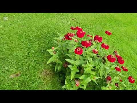 Видео: Я всё ещё в отпуске. Приехала к деду. Вэрмланд. Швеция. 10 сентября 2025 года.