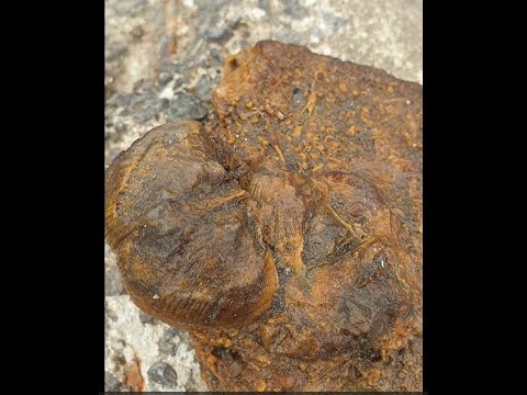 Видео: Открытие сезона 2023г. Собираем окаменелости и минералы на берегу Москвы реки, район Сабурово.