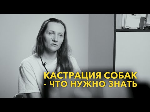 Видео: Кастрация собак - что нужно знать