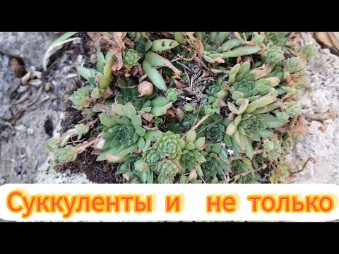 Видео: Мой день в реальности!💯Пробую себя в ASMR🙂 Рисую картину по номерам✍️
