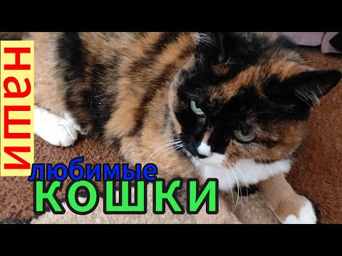 Видео: Наши любимые животные. Кошка Черри и кот Руди