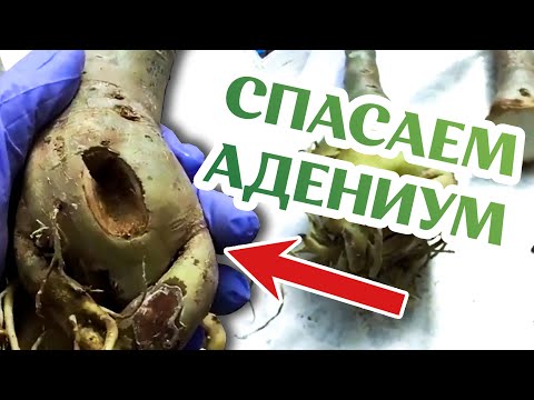 Видео: Как Спасти Адениум!