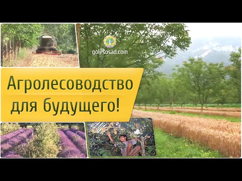 Видео: Агролесоводство для будущего!