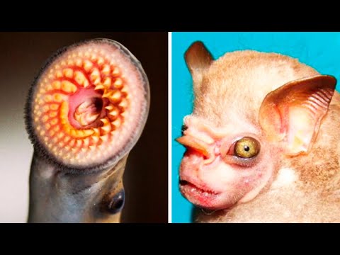 Видео: Эти существа живут с нами на одной планете! (#19)