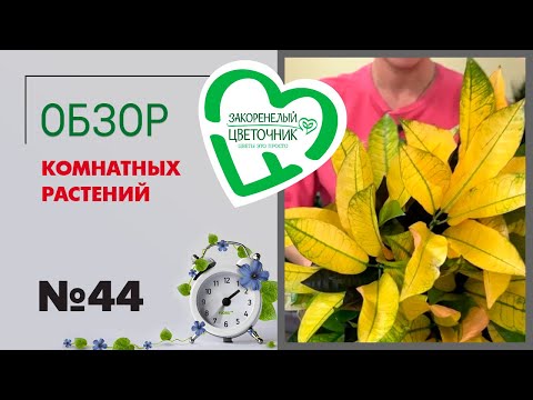 Видео: #44 Обзор комнатных растений в магазине | Гибискусы, кодиеумы, эпипремнумы, папоротники