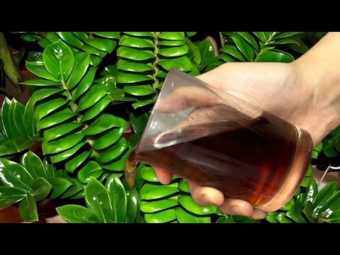 Видео: ОСЫ ТЫҢАЙТҚЫШТЫ ҚЫС МЕЗГІЛІНДЕ ГҮЛДЕРІҢІЗГЕ ҚҰЙЫҢЫЗ! ГҮЛДЕРІҢІЗ ТОҚТАМАЙ ӨСЕТІН БОЛАДЫ!