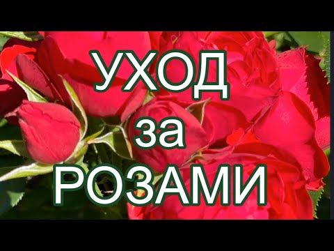 Видео: РОЗЫ.  ПРАВИЛЬНЫЙ  УХОД ЗА РОЗАМИ.