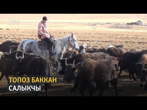 Видео: Топоз баккан салыкчы