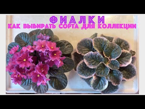 Видео: ФИАЛКИ. Советы новичкам. Как выбирать сорта для коллекции.  Обзор сортов - плюсы и минусы.