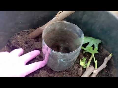 Видео: Инжир. Результаты укоренения. 5.03.2025г.