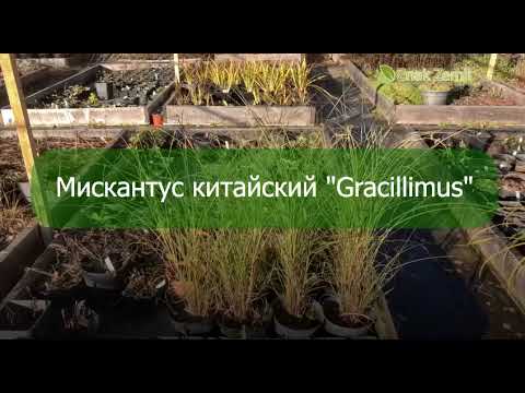 Видео: Мискантус Gracilimus