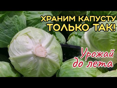 Видео: КОГДА убирать капусту осенью? ПРИЗНАКИ спелости капусты. Как сохранить УРОЖАЙ капусты ДО ЛЕТА?
