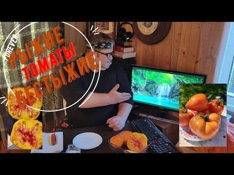 Видео: Рыжие томаты. Вкусно, но я все перепутал.