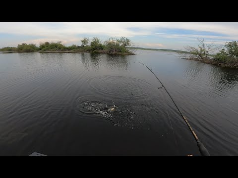 Видео: ловля хищника наткнулись на разнорыбье рекомендую посмотреть