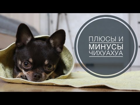 Видео: + и - ПОРОДЫ ЧИХУАХУА
