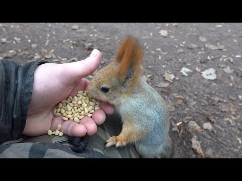 Видео: Балерина забежала перекусить / Ballerina stopped by for a snack
