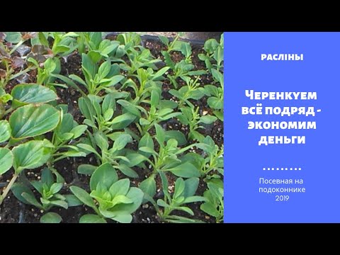 Видео: Черенкуем всё подряд - экономим деньги