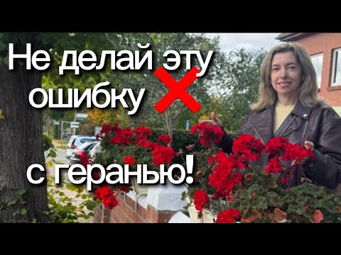 Видео: Вторая жизнь герании . Как подготовить  пеларгонии и герании к зиме ✅