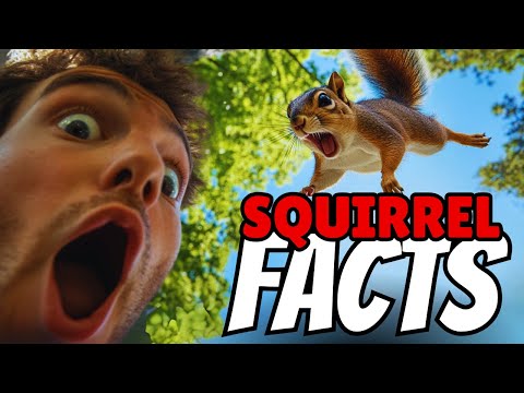 Видео: 20 фактов о белках, объясняющих их странное поведение