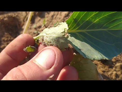 Видео: Одна обробка і вся ТЛЯ посипались!(тля білокрилка блошка білани)