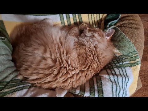 Видео: 12 сентября 2025 г. Кошки спят 🤫 Варим кашу 🍲