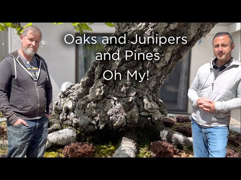 Видео: Bonsaify | Фантастическая коллекция бонсай Майка Пистелло