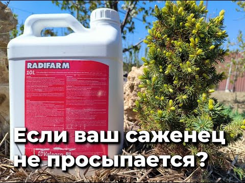 Видео: Что делать, если ваш саженец не просыпается?