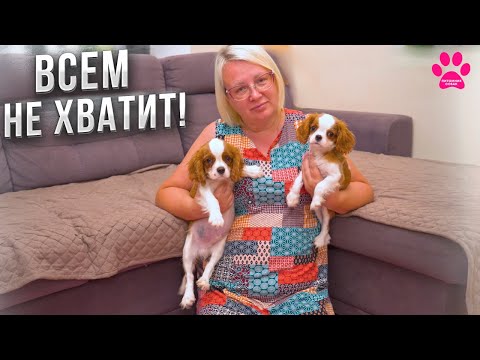Видео: Щенков раскупили за неделю! Осталось 2 щенка Кавалер Кинг Чарльз Спаниеля! Люди приехали за щенком!
