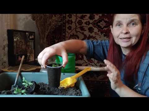 Видео: ПІКІРУЮ РОЗСАДУ ТОМАТІВ ТІЛЬКИ ТАК ДЛЯ ВЕЛИКОГО ВРОЖАЮ !!?