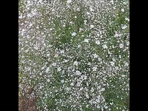 Видео: Есть глаза у цветов