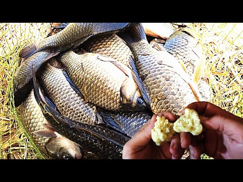 Видео: Ловите ведрами с такой насадкой для рыбалки по холодной воде.