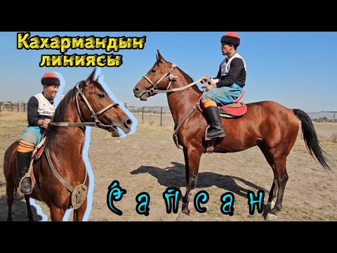 Видео: Достук командасында ойногон Каркыранын баласы Сапсан 💥💥💥