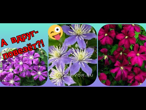 Видео: "СВИТА" для РОЗ - подкачала🤷🏼‍♀️! Обзор посылки из "ОПТ-ХОЗ" #клематисы#компаньоныроз