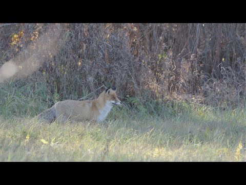 Видео: POV Wildlife, видео охота, брожу в поисках большого оленя, добыл лису и желну