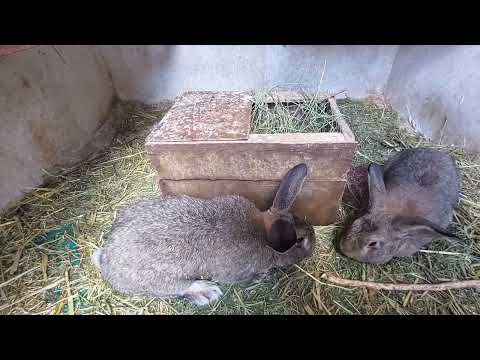 Видео: Они справились! Случка кроликов.