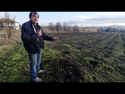 Видео: Резитба на новозасадено дръвче праскова от доц.д-р Димитър Дянков Prunning young peach tree