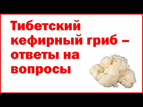 Видео: Тибетский кефирный гриб – ответы на вопросы