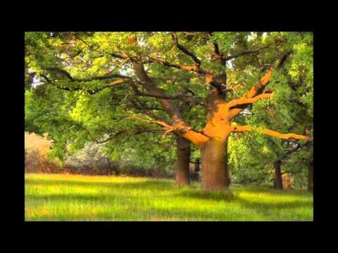 Видео: Мельница - Дуб, терновник и ясень (Гимн деревьям)