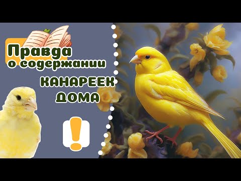 Видео: Правда о содержании КАНАРЕЕК. 20 важных фактов.