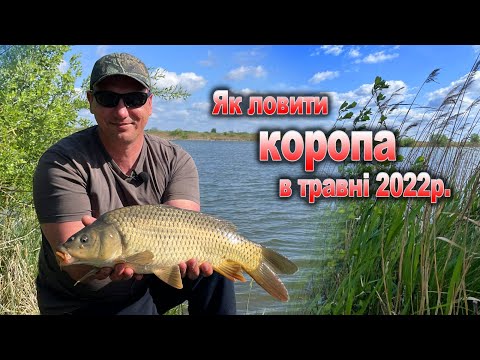 Видео: Як ловити коропа в травні 2022р? Ловля карпа весною. Чим прикормлювати карпа щоб він активно клював?