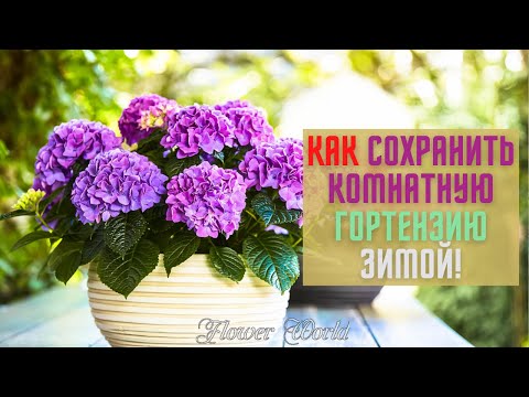 Видео: Как сохранить комнатную гортензию зимой!🌺