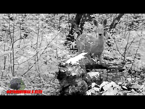 Видео: Косуля утром на СОЛОНЦЕ ФОТОЛОВУШКА В ЛЕСУ / ROE DEER IN THE MORNING ON THE SALT TRAPS IN THE FOREST