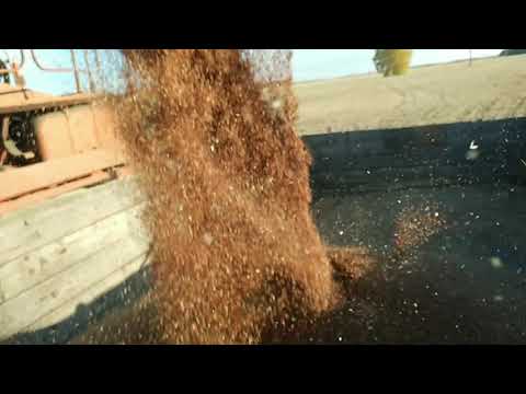 Видео: Уборка льна 11.10.2021. СК 5 Нива & Енисей 1200