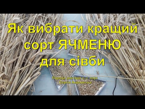 Видео: Як вибрати кращий сорт ячменю для сівби